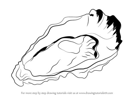 Learn How to Draw an Oyster (Mollusks) Step by Step : Drawing Tutorials