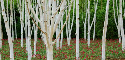 Himalayan Birch. | Birch, Cambridgeshire, Himalayan