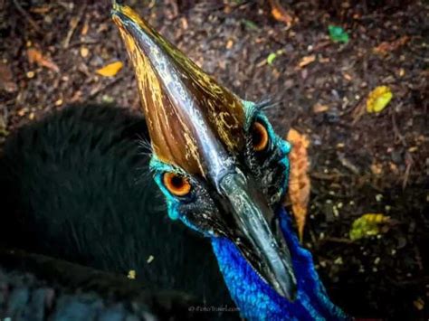 Wildlife Habitat Port Douglas - Meet The Animals of Northern Queensland