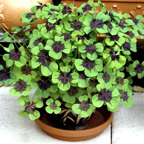 Beginner’s Guide To Oxalis Deppei Care | Houseplant Alley