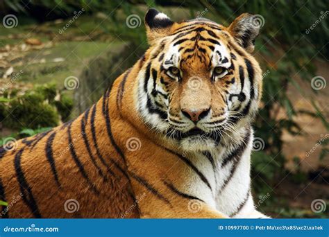 Siberian Tiger, Amur Tiger stock photo. Image of mammal - 10997700