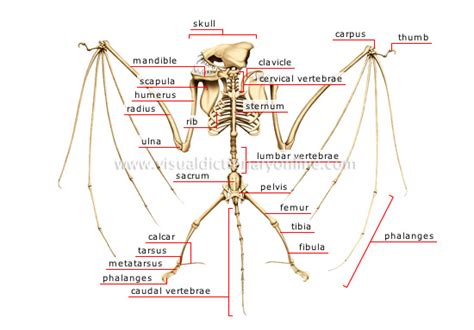 ANIMAL KINGDOM :: FLYING MAMMAL :: BAT :: SKELETON OF A BAT image ...