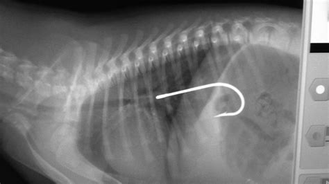 PHOTOS: X-rays reveal pets most embarrassing eats - ABC11 Raleigh-Durham