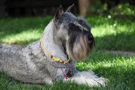 Top 10 Dog Breeds With Beards & Mustaches (With Pictures) | Hepper