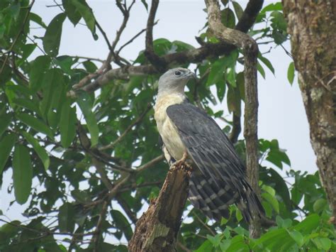 Tortuguero Rainforest Conservation Costa Rica - Teen Volunteering | GVI UK