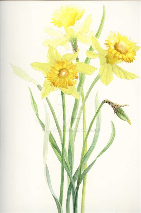 Daffodil - watercolor by jlstanley on DeviantArt