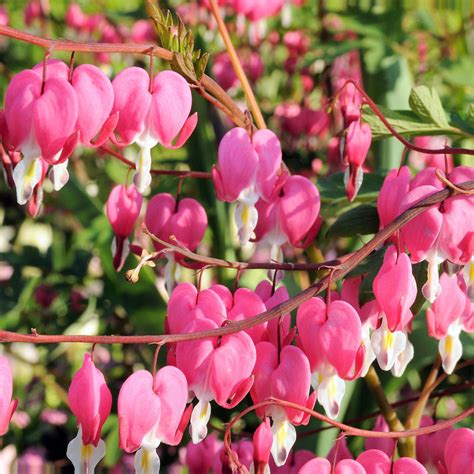 Buy Old Fashioned Bleeding Heart Plant | Dicentra Spectabilis – Easy To Grow Bulbs