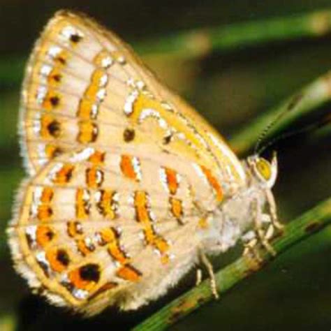 Dozens of Australian butterfly species at risk of extinction | The Advertiser