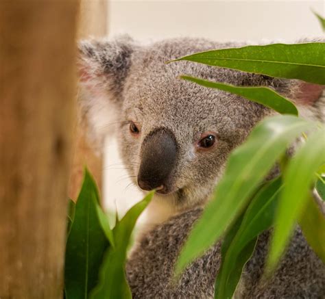 Queensland koala arrives at Palm Beach Zoo