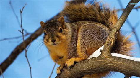 animals, Squirrels, Winter Wallpapers HD / Desktop and Mobile Backgrounds