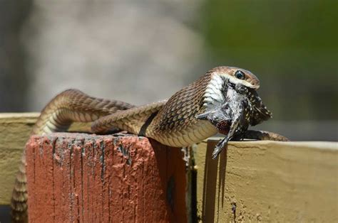 How we tracked the eating habits of snakes in Africa with the help of a Facebook group