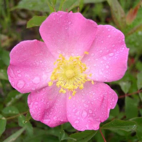 Rosa Arkansana Wild Roser Arkansas Prairie Wild Rose 20_seeds - Etsy