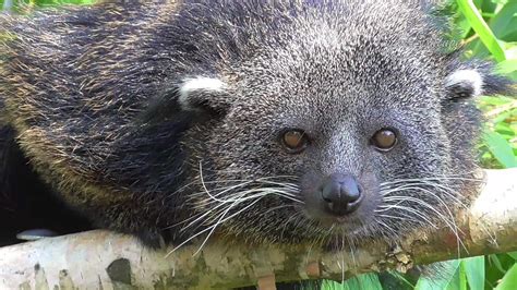 The binturong, also known as the bearcat, is a viverrid native to South and Southeast Asia. : r ...