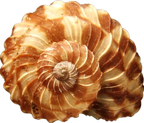 Seashells PNG Clipart | Sualtı, Deniz kabukları