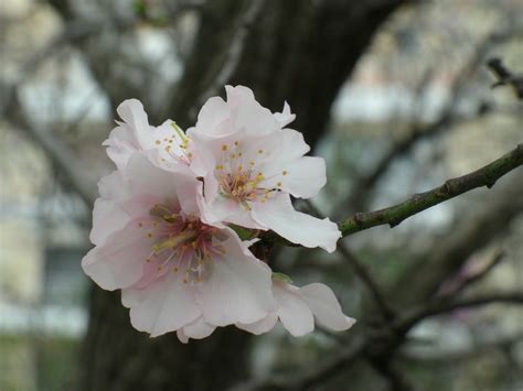 Almond Tree Flower Free Stock Photo - Public Domain Pictures