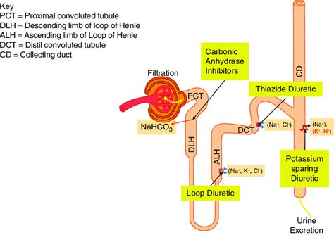 Diuretic Mechanism Of Action Chart