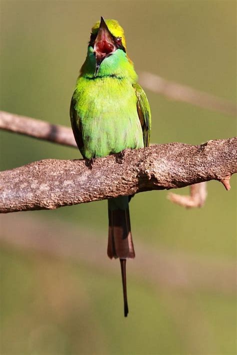 The Bee-eaters of Africa | Rockjumper Birding Tours