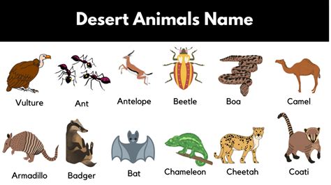 Namib Desert Animals List