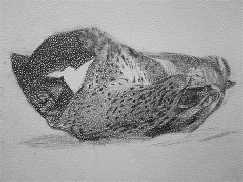 Leopard seal by Claudanius on DeviantArt