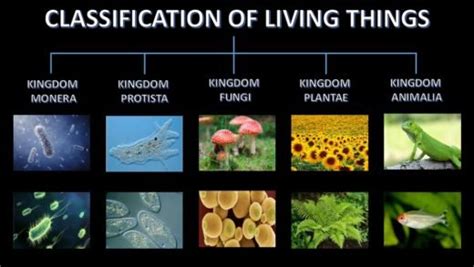 Classification Of Living Things - ClassNotes.ng