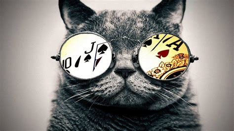 Cat with Glasses Wallpapers - Top Free Cat with Glasses Backgrounds ...