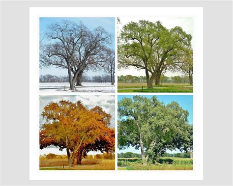 AMERICAS SEASONS - 12x12 inch- 4 paintings - Summer - Fall - Winter ...