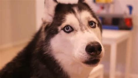 Mishka the talking husky dog sings auto-tuned song "Mishka's Ballad ...