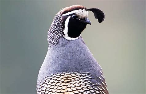 Bird - California Valley Quail - California State Capitol Museum