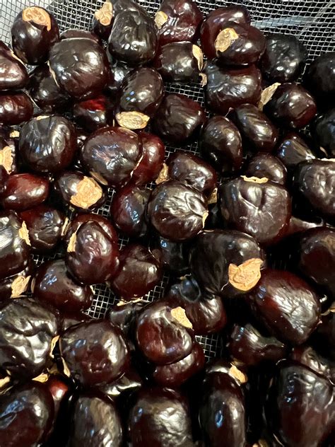 Ripkitty Premium Ackee Blighia Sapida Seeds Only, Grow Your Own - Etsy