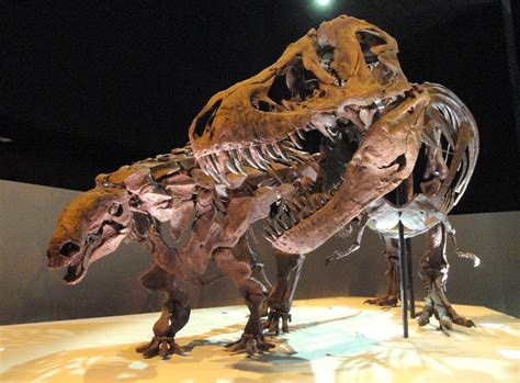 File:Dinosaur exhibit - Houston Museum of Natural Science - DSC01881.JPG - Wikimedia Commons