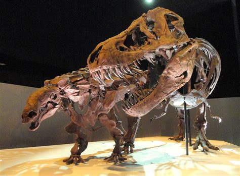 File:Dinosaur exhibit - Houston Museum of Natural Science - DSC01881.JPG - Wikimedia Commons