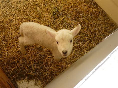 Opportunity Farm: How to raise a Poddy Lamb or two