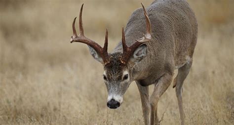 2019 Kentucky Deer Season Dates | Kentucky Whitetail Deer Seasons