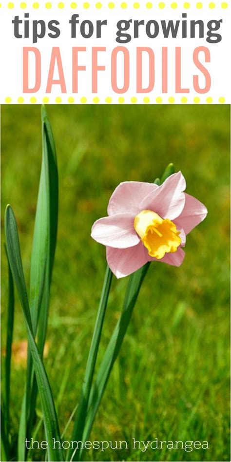 Lean how to plant, water, and grow daffodils with success. Daffodils need to be added to your ...