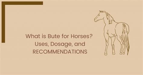 What is Bute for Horses? Uses, Dosage, and RECOMMENDATIONS - The Horses Guide