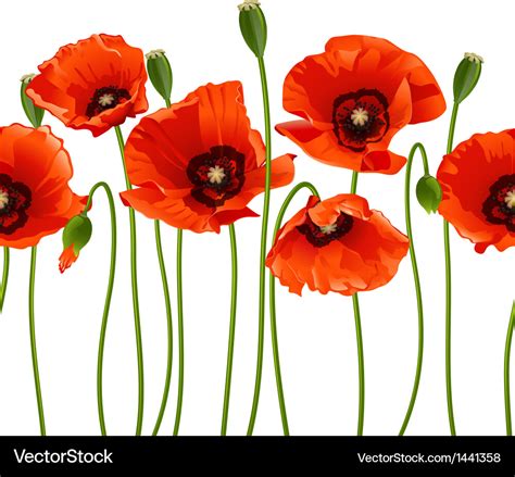 Red poppies in a row Royalty Free Vector Image