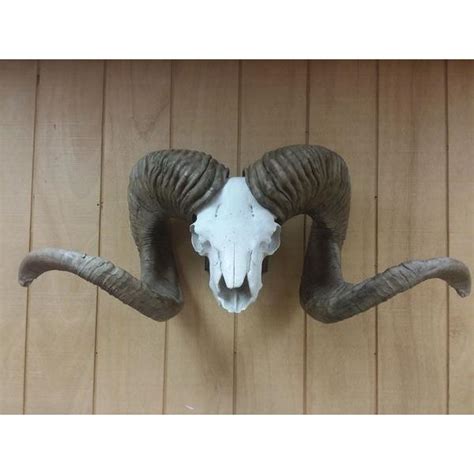 High Altai Argali Replica Horns - Safari Club International