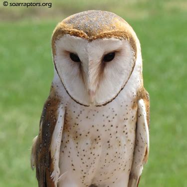 Endangered Species Day – Iowa Conservation Education Coalition