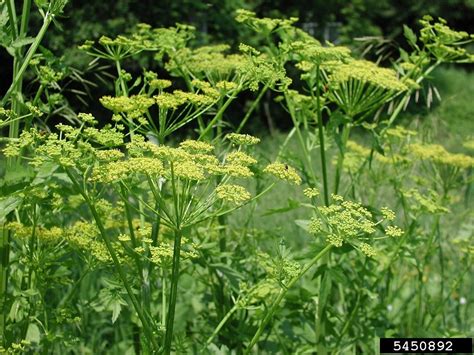 Wild Parsnip : Finger Lakes PRISM