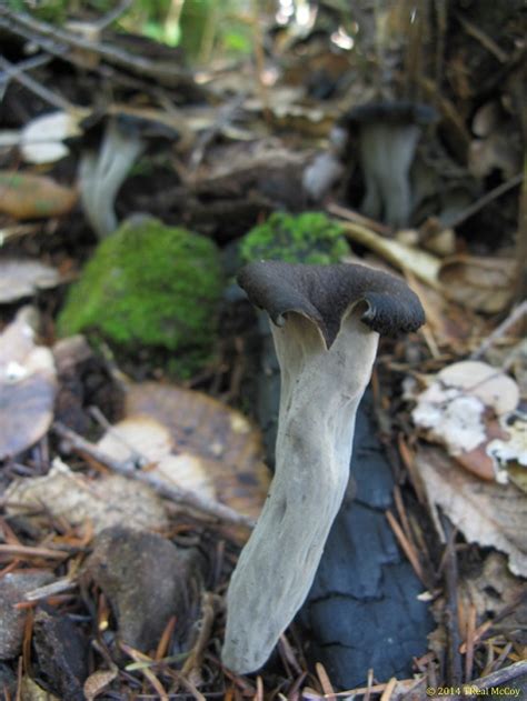 Black Trumpet Mushrooms ~ Fresh and Dried Black Trumpets for Sale