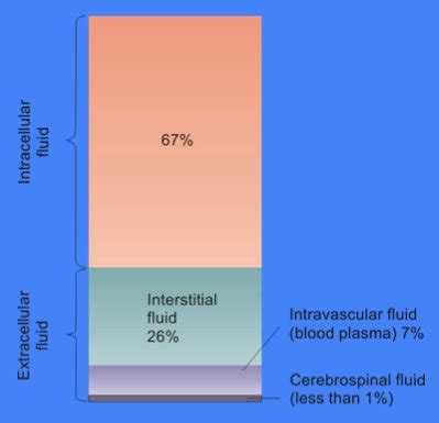 Extracellular fluid - Wikipedia