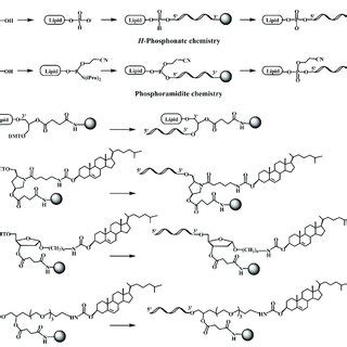 Synthetic approaches for the incorporation of lipids to the 5′ and 3′... | Download Scientific ...