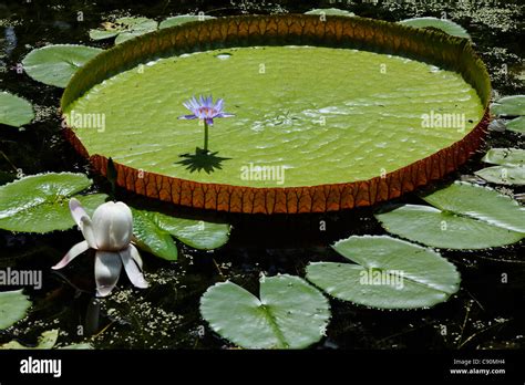 Victoria regia lily hi-res stock photography and images - Alamy