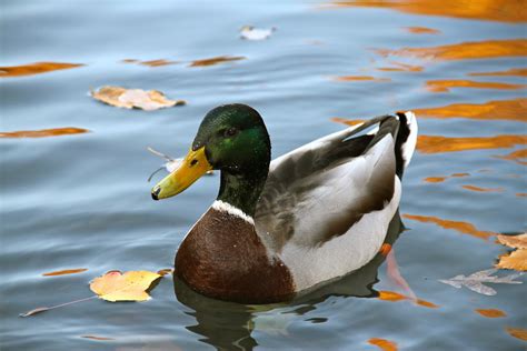 Mallard in the Pool | Male Mallard Duck swimming next to flo… | Flickr