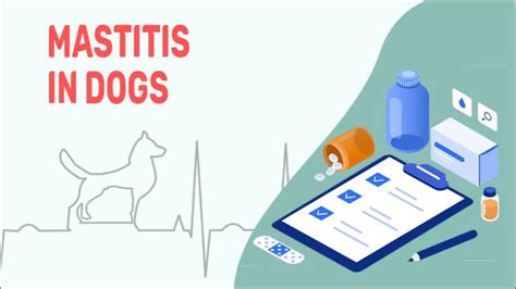 Mastitis In Dogs - Symptoms, Treatment & Prevention - Petmoo