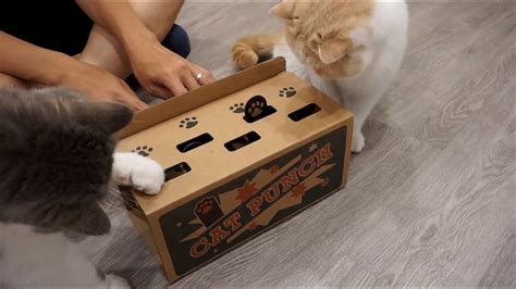 DIY Cat Toy: Whack-a-Mole - YouTube