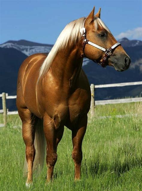 Quarter horses - Golden Palomino Quarter horse. | Horses, Horse breeds, Palomino horse