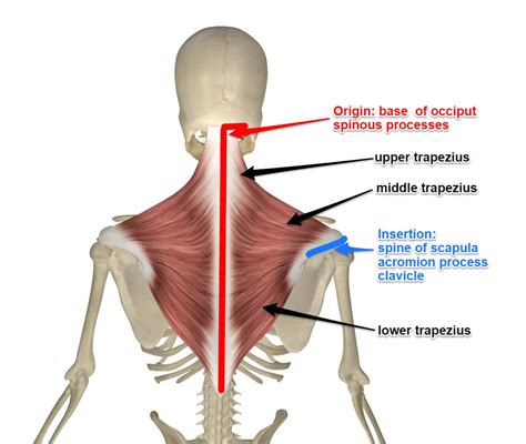 Trapezius Muscle - Anatomy, Origin, Insertion, Function