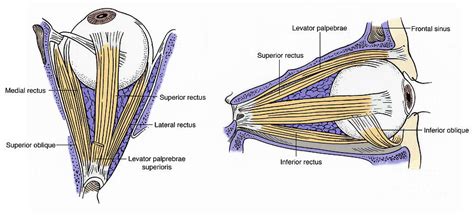 Illustration Of Eye Muscles Photograph by Science Source - Fine Art America