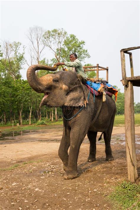 CHITWAN, NEPAL-MARCH 27: Elephant Safari 27, 2015 in Chitwan, Ne Editorial Photography - Image ...